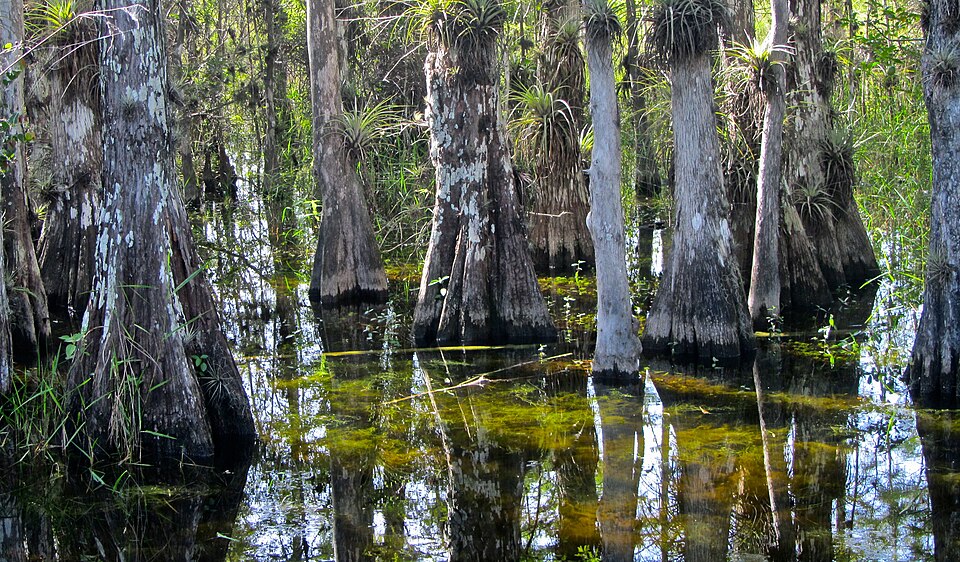 Burns Lake Campground（Florida）