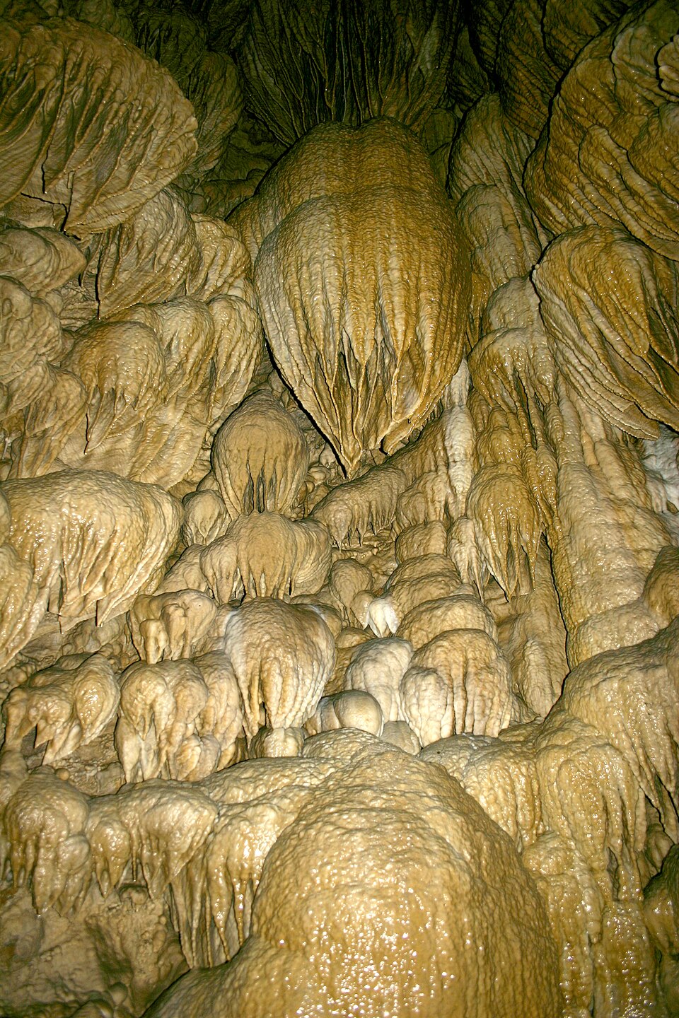 Cave Creek Campground（俄勒冈州）