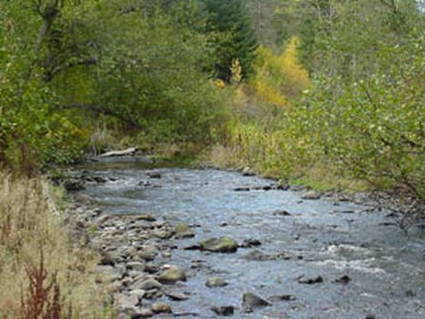 Umatilla Forks Campground（华盛顿州）