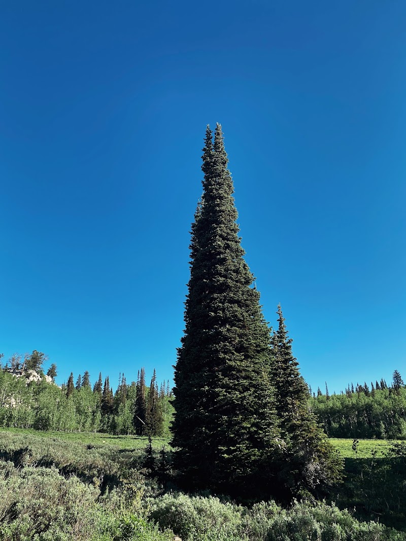 TONY GROVE CAMPGROUND（犹他州）