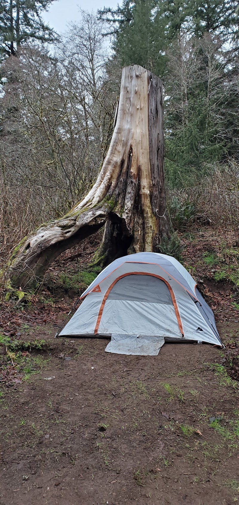 Alder Glen Recreation Site（俄勒冈州）