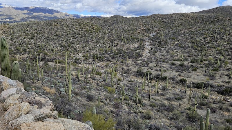 Saguaro (荒野区)