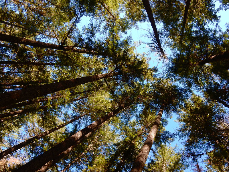 Sharps Creek Recreation Site（俄勒冈州）