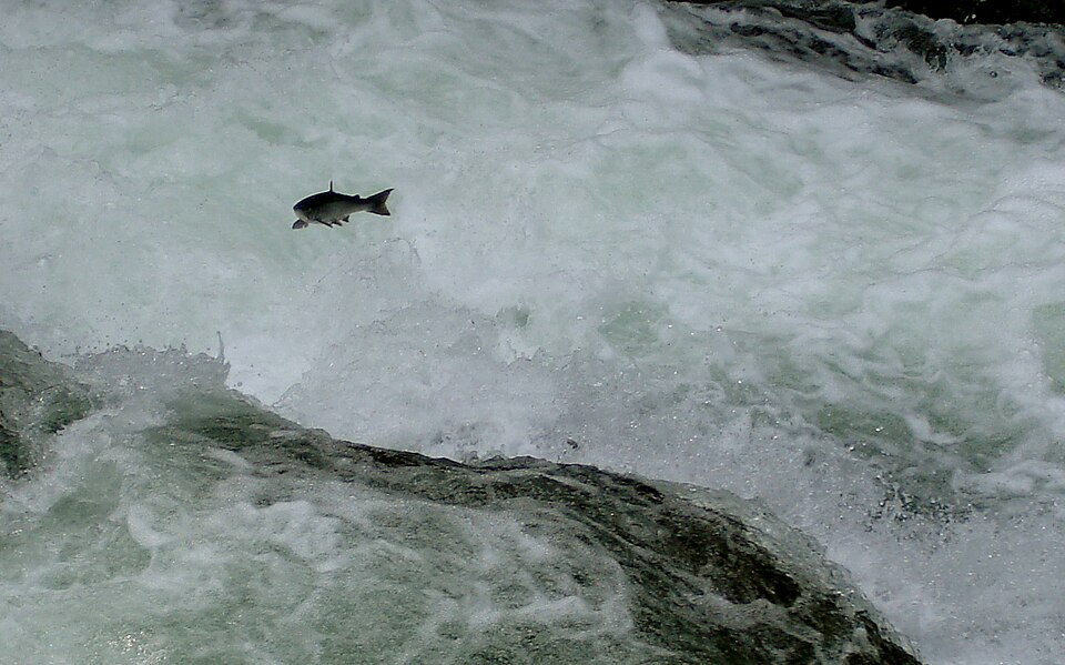 RUSSIAN RIVER