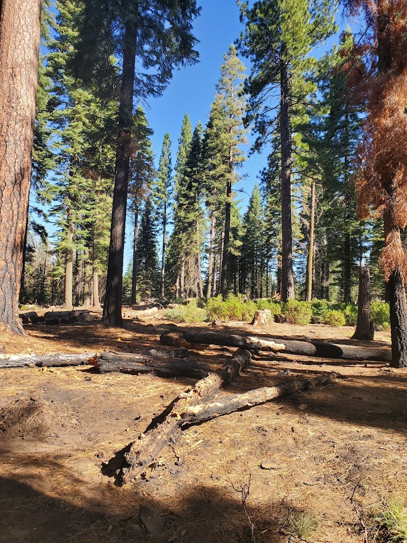 South Fork Group - Eldorado NF (CA)（加利福尼亚州）