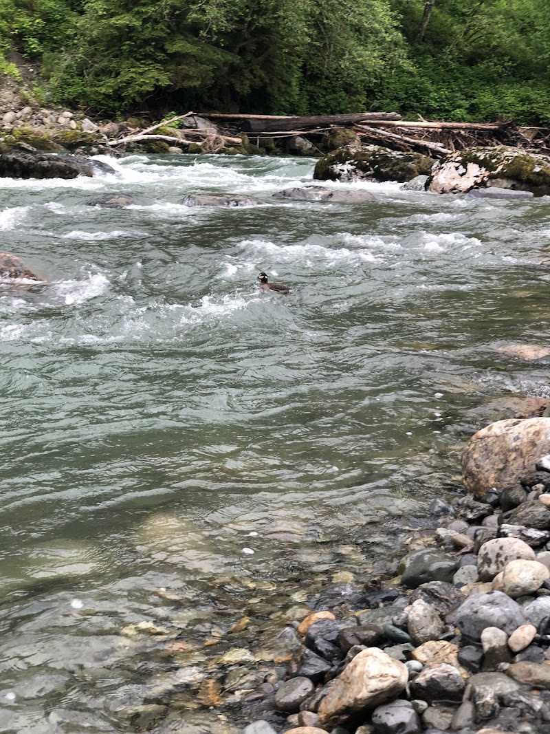 Wiley Creek Group Camp（华盛顿州）
