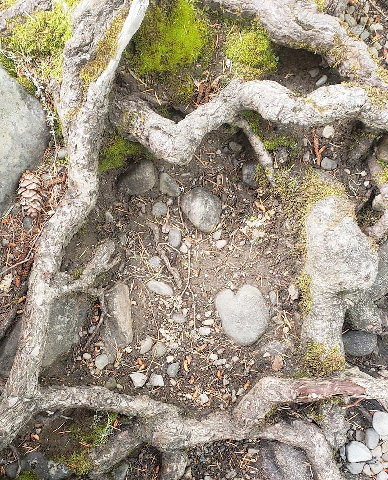 TROUT LAKE CREEK CG (WA) GIFFORD PINCHOT NF（华盛顿州）