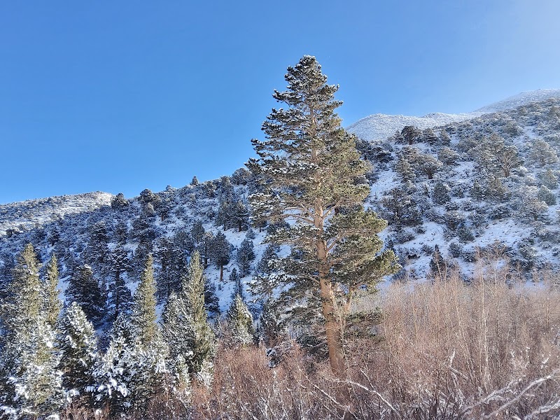 ASPEN GROUP (INYO)（加利福尼亚州）