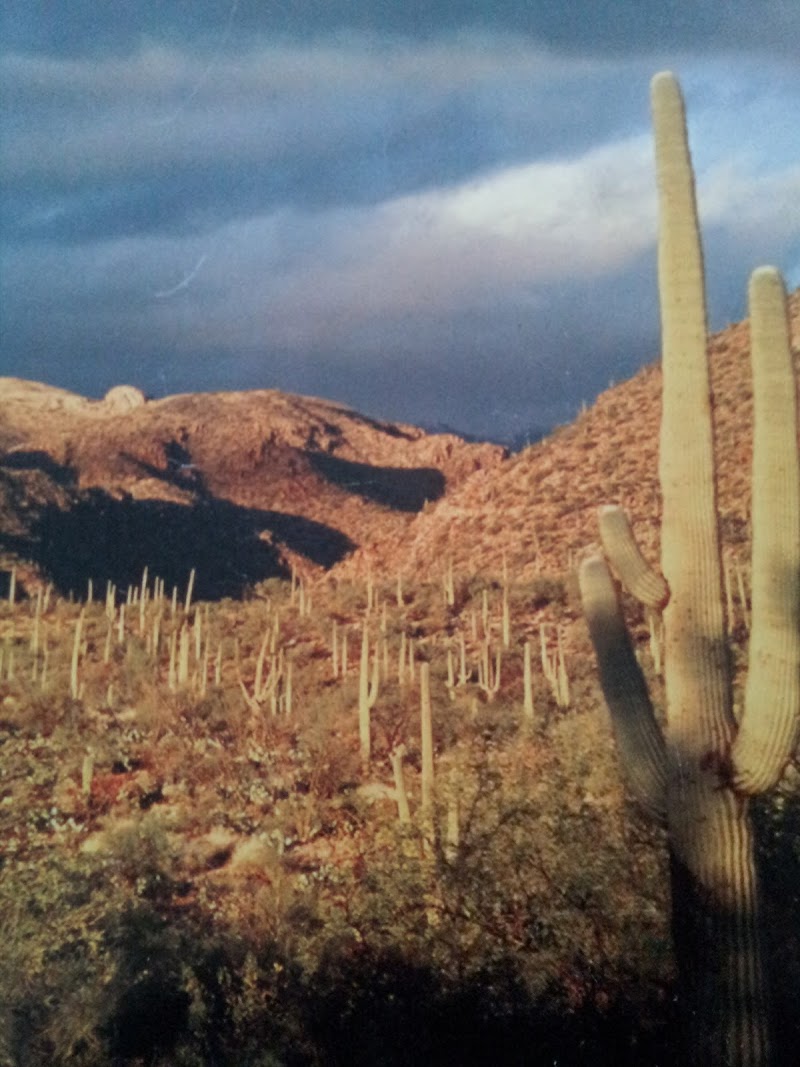 SABINO CANYON RECREATION AREA CACTUS RAMADA 1（亚利桑那州）