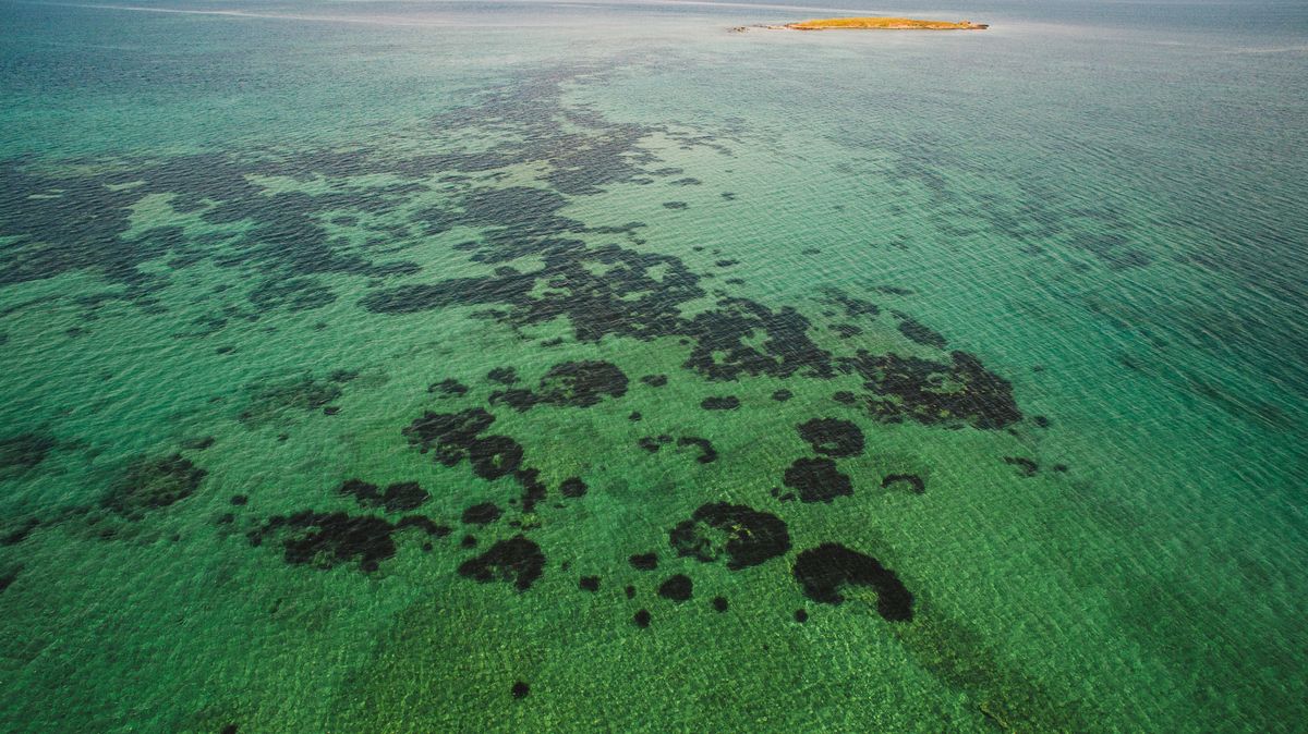 西澳珊瑚海岸宁格鲁礁碧海航拍