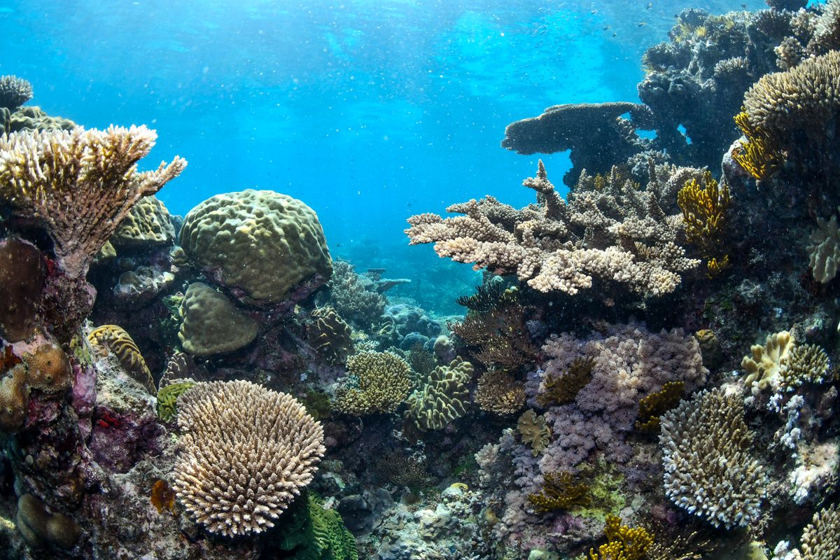 澳大利亚宁格鲁礁水下珊瑚礁